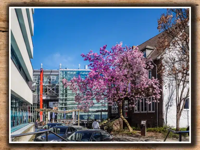 maerz-2024.Kirschbaum-am-jungendamt-Heinsberg-3808