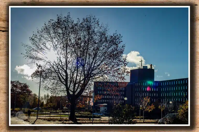 november-2021-Heinsberg-ein-baum-am-kreishaus-1101