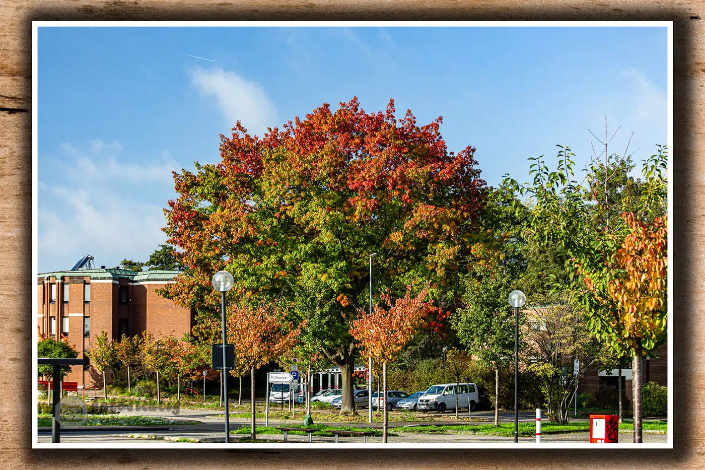 oktober-2022-Heinsberg-baum-am-kreishaus-im-herbstlaub-4799